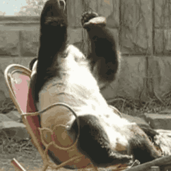 Wildlife gif. A panda in a rocking chair appears to be having a crisis. It leans back and covers its head with both paws, then hunches forward with one paw on its forehead.