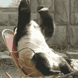oh no facepalm GIF - oh no facepalm GIF