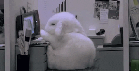 Bunny Office GIFs - Get the best GIF on GIPHY