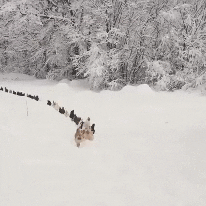 kurczaki śnieżne gif
