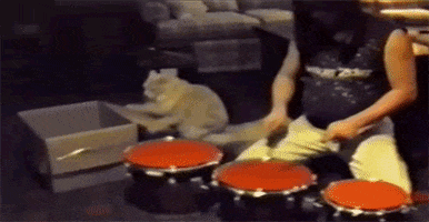 Cat Drumming GIF
