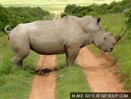 animals morning poop toilet rhinoceros GIF