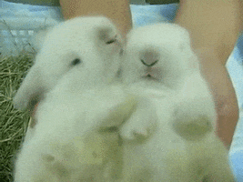 bunny kisses GIF