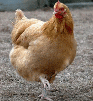 chicken dance GIF