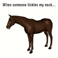 ticklish horse GIF