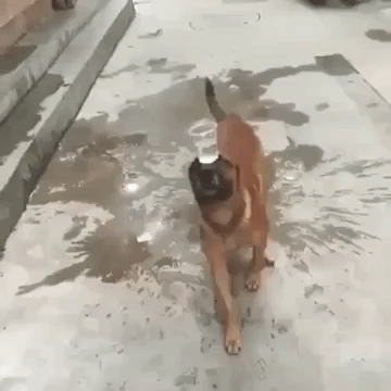 Dog Water GIF