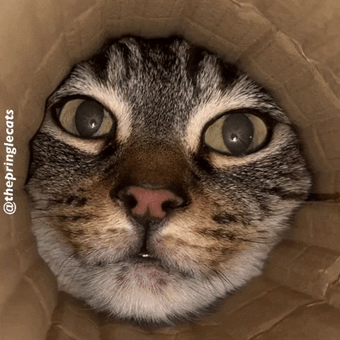 Cat GIF