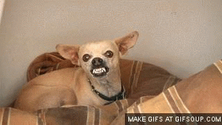 Chihuahua meme gif