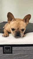 Tired Dog GIF by Lull