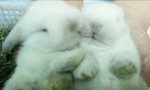 Rabbit-love GIFs - Get the best GIF on GIPHY