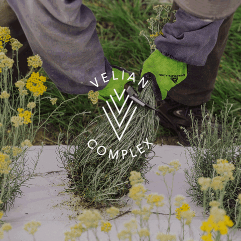 Harvest Kemonitalia GIF by Kemon