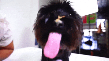 peanut butter gifmedogs GIF by Rover.com