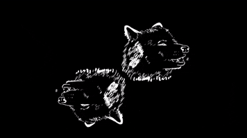 wolves easy tiger GIF by Portugal. The Man