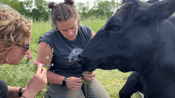 Cow Love GIF by Barn Sanctuary