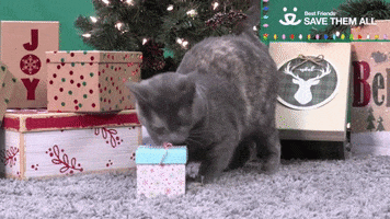 cat save them all GIF by Best Friends Animal Society