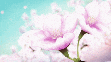 cherry blossom petals gif