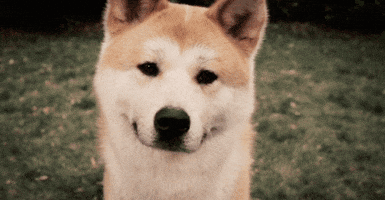Hachiko GIFs - Find & Share on GIPHY