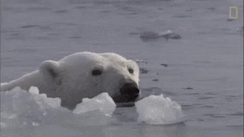 polar bear swimming GIF by Nat Geo Wild