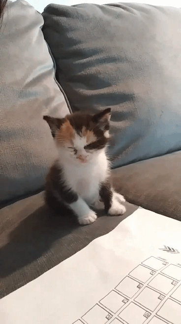 Video gif. A Tiny kitten is sleeping sitting up. Its little body starts to wobble a little and then the kitten topples over to the side, waking itself up.