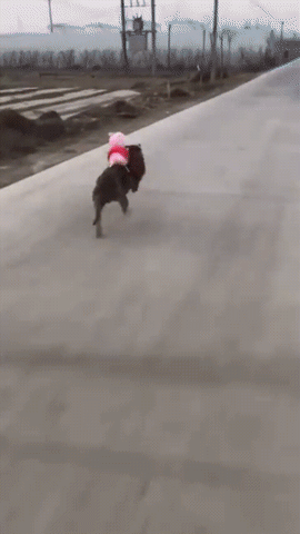 dog running fast GIF