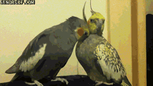 Birds Cuddle GIF