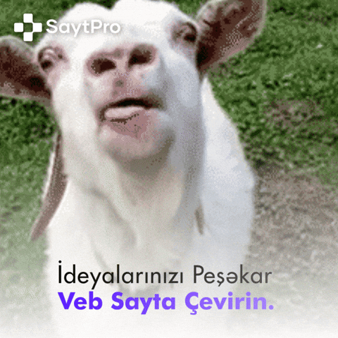 Saytpro GIF