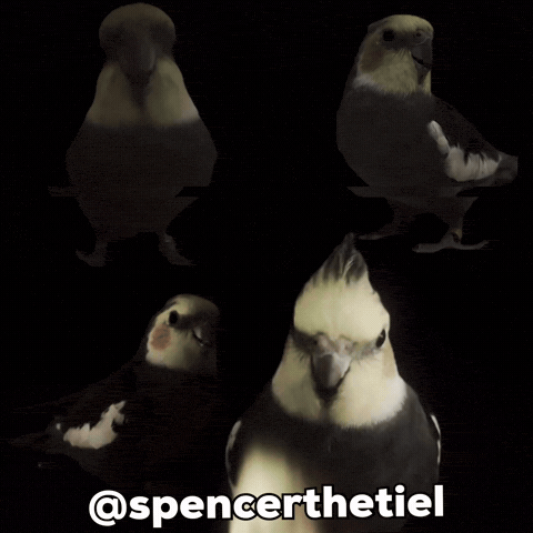 Instagram Bird GIF