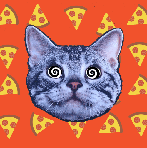 Pizza Cat GIF Find & Share on GIPHY