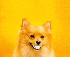 happy dog GIF