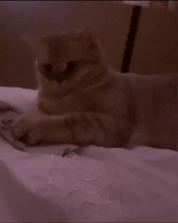 Cat Playing GIF