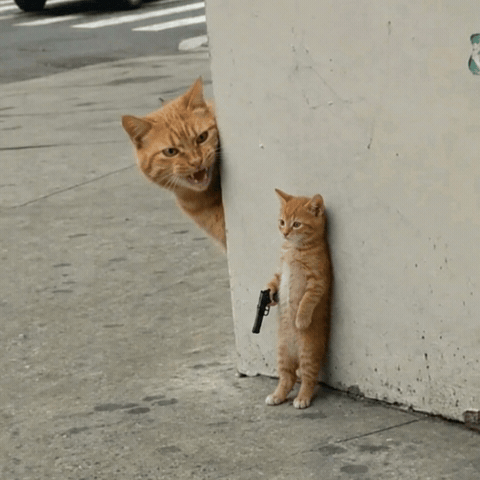 El Gato Cat GIF