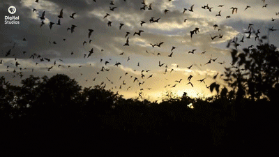 source.gif