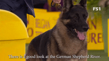 Westminster Dog Show Lenny GIF by Westminster Kennel Club