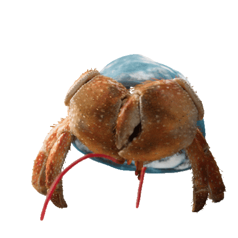 Scared Hermit Crab Sticker by JoinZuzu