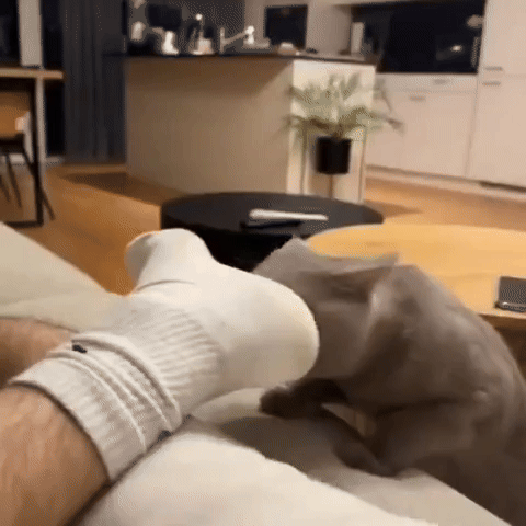 Pet GIF