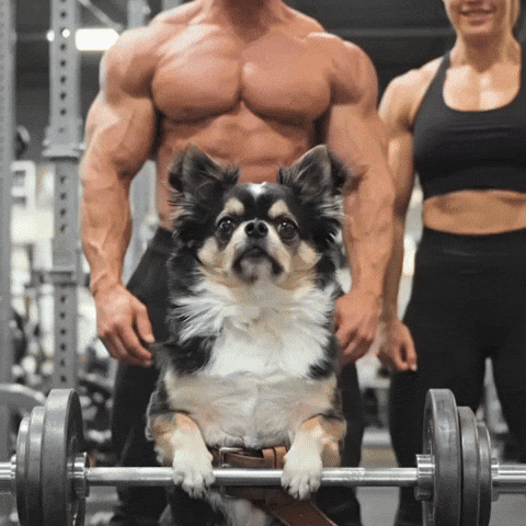 Chihuahua Weightlifting GIF
