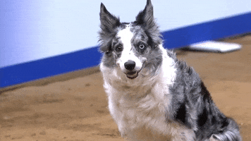 Whats Going On Hello GIF by American Kennel Club