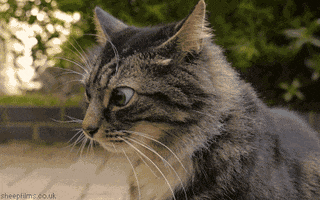 Video gif. A nervous cat looks around with suspicion.