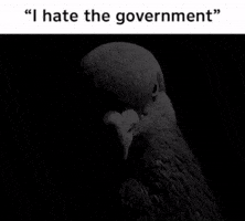 Pigeon Meme GIF