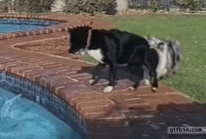 Video gif. Two dogs use teamwork to retrieve their ball from a swimming pool. One reaches into the water while his buddy holds his tail and prevents him from falling in.