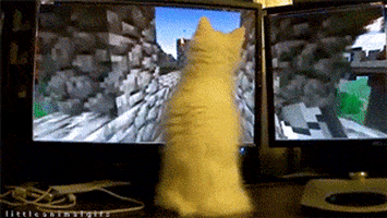 cat video GIF