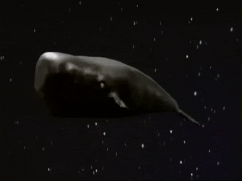 The Hitchhikers Guide To The Galaxy Whale GIF by Harborne Web Design ...