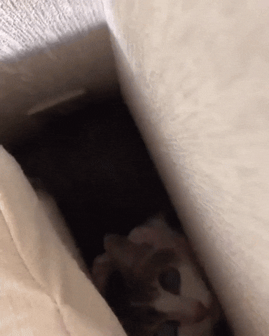 cute aww GIF