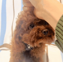Dog Poodle GIF