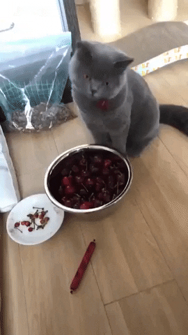 Cherry Cherries GIF by MOODMAN - Find & Share on GIPHY