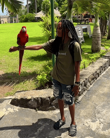 Scarlet Macaw Zoo GIF