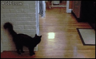 cats and dogs cat GIF