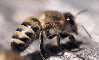 Honeybee Gifs Find Share On Giphy