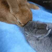 rabbit bunny happens boop bunnies