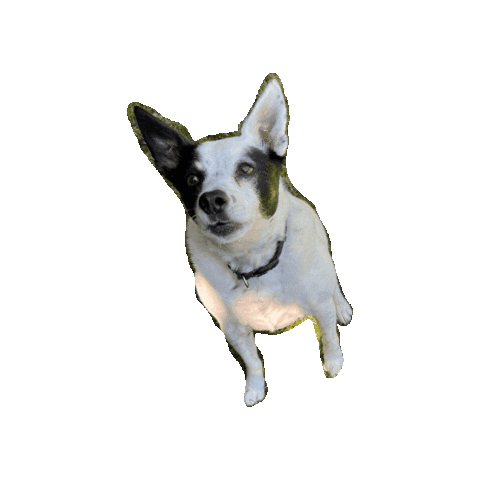 Dog Puppy Sticker by Secret Aardvark